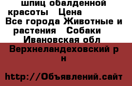 шпиц обалденной красоты › Цена ­ 22 000 - Все города Животные и растения » Собаки   . Ивановская обл.,Верхнеландеховский р-н